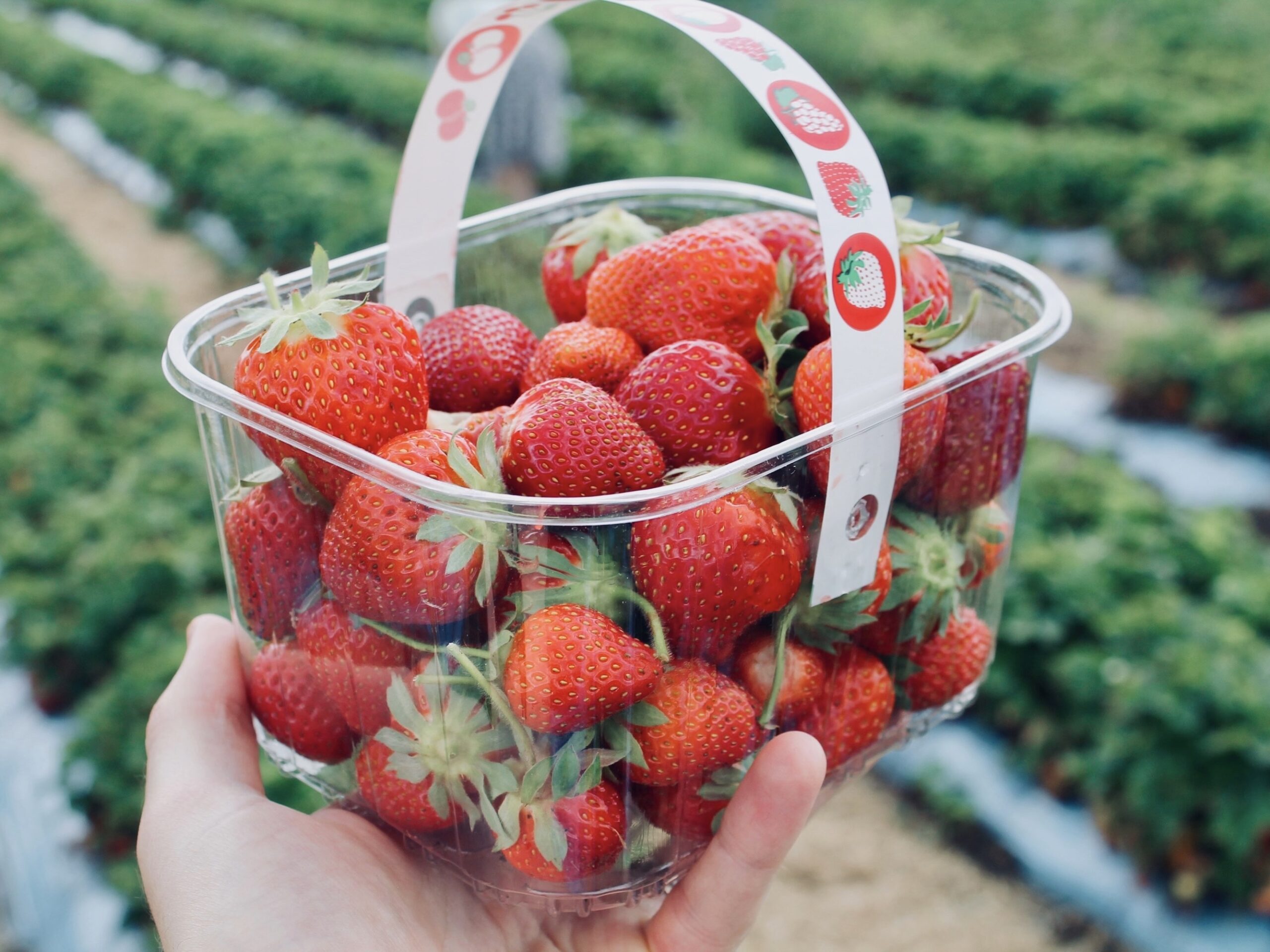 Read more about the article Best Outfit Ideas On What To Wear For Strawberry Picking!