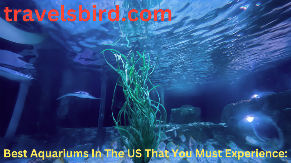 Read more about the article Best Aquariums In The US That You Must Experience